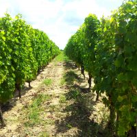 Cycling between the vineyards of Entre-deux-Mers