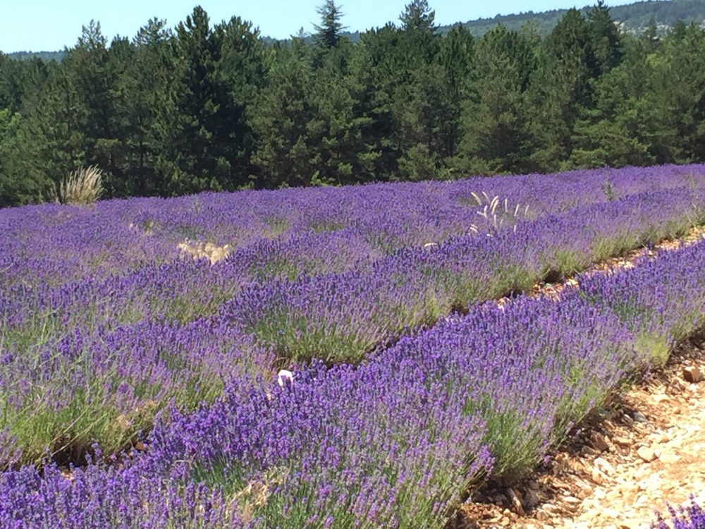 View at a lavender field