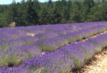 View at a lavender field