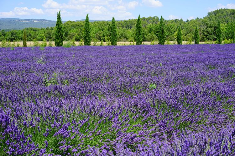 Lavender field in Provence