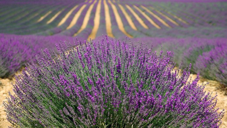 Lavender field in Provence