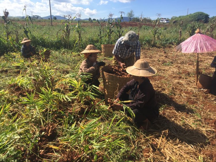 Ginger plantation in Myanmar