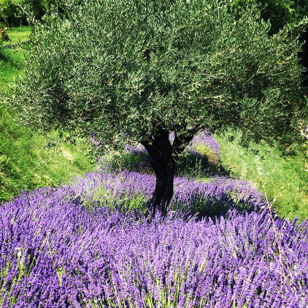 Lavender in Provence