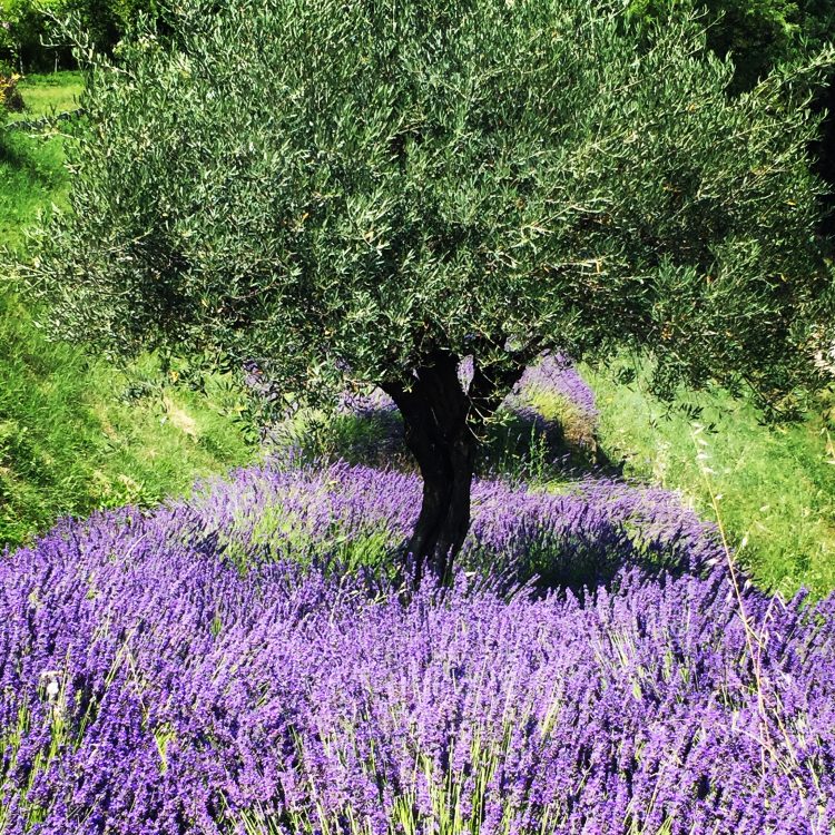 Lavender in Provence