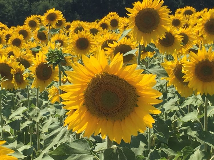 Sunflowers in Provence