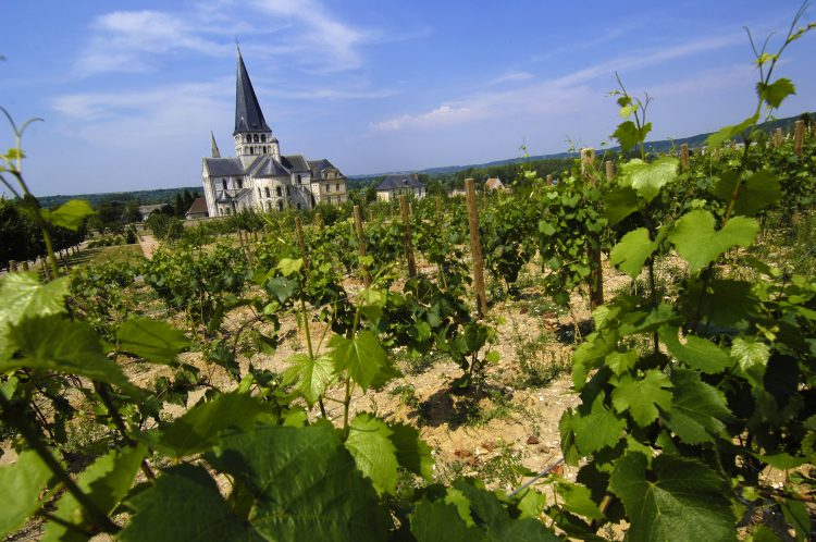 View at vineyard in Saumur